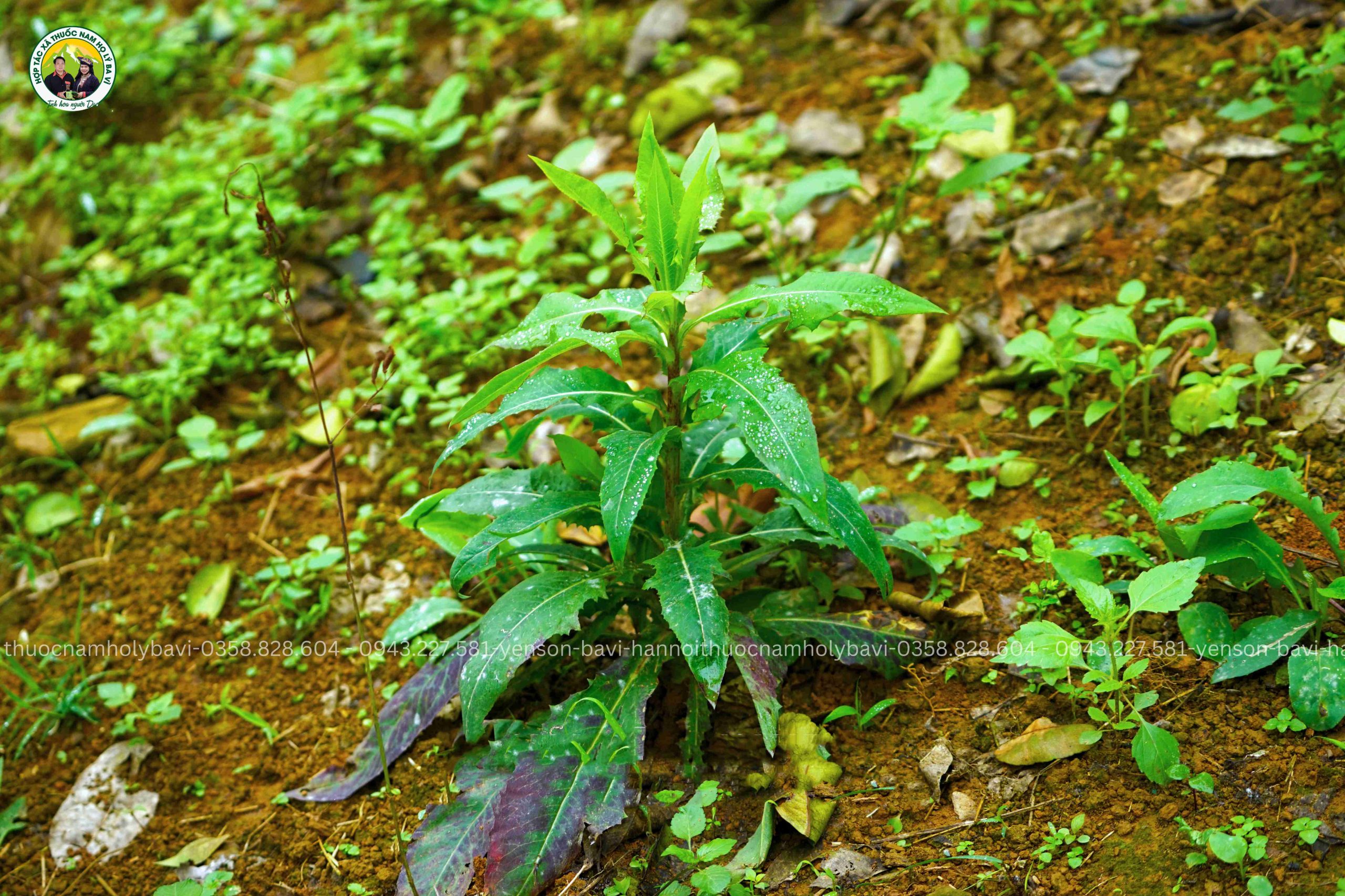 THẢO DƯỢC