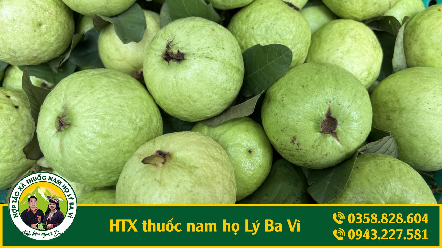 phổi