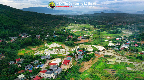htx thuốc nam họ lý ba vì